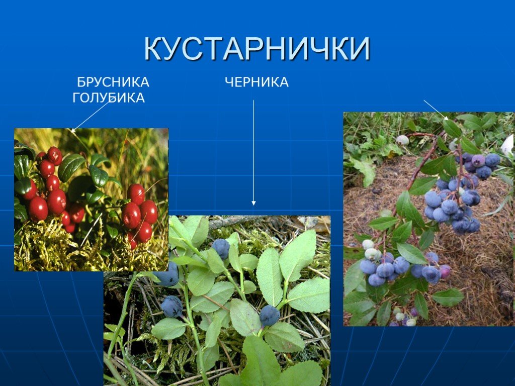 Что такое растительность 7 класс. Кустарнички черника брусника. Кустарничек кустарнички. Кустарнички названия. Название кустарничков.