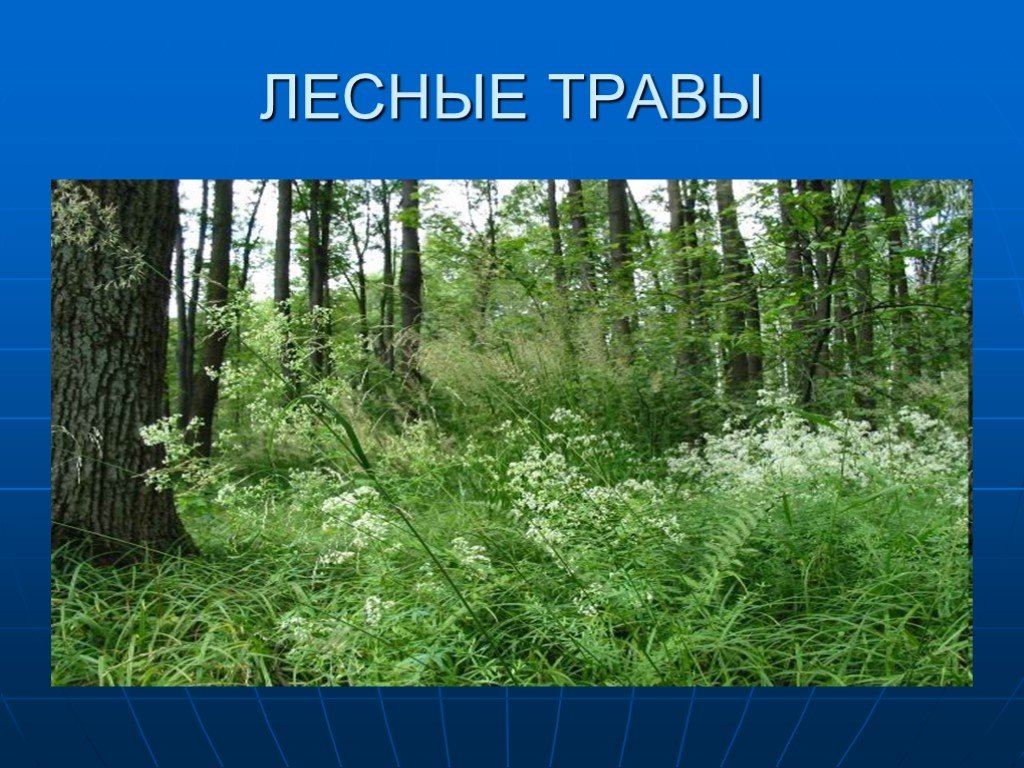 Урок травы. Травянистые растения леса. Лесные травы названия. Жизнь леса травянистые растения. Проект Лесные растения.