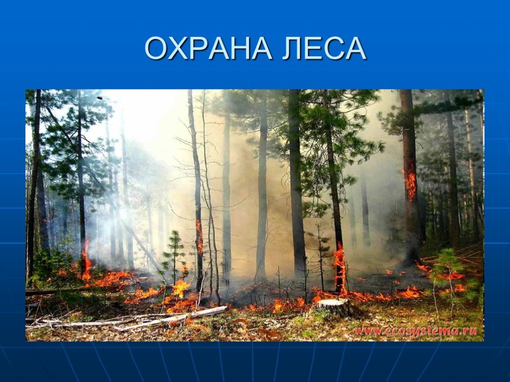 Проект охрана лесов