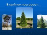 В хвойном лесу растут…. Ель Сосна Пихта