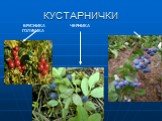 КУСТАРНИЧКИ. БРУСНИКА ЧЕРНИКА ГОЛУБИКА