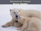 Животный мир Таймыра: белые медведи