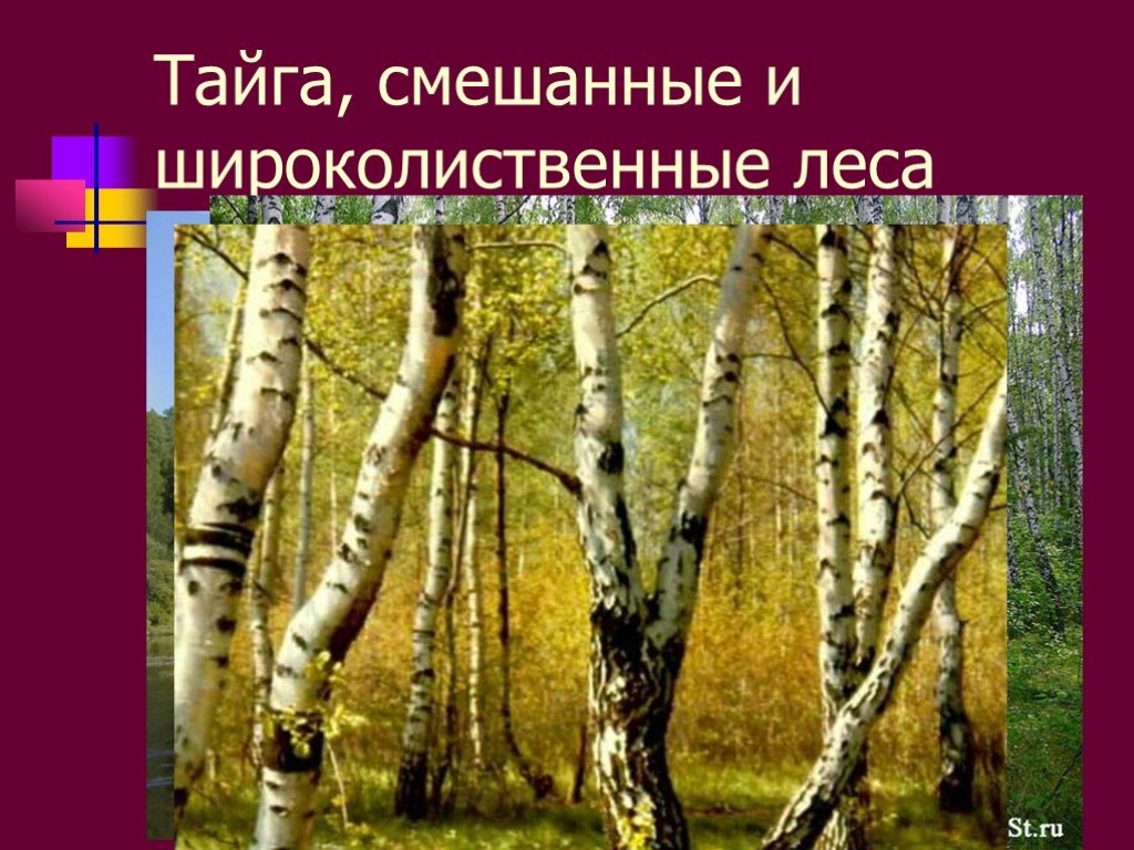 Нарисовать тайгу смешанный и широколиственный. Тайгу смешанные и широколиственный лес. Тайгу смешанные и широколиственные леса. Тайга смешанный и широколиственный лес 4 класс. Тайга смешанный лес широколиственный лес 4 класс.