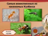 Самые воинственные из насекомых Кузбасса. Рыжие муравьи
