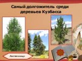 Самый долгожитель среди деревьев Кузбасса. Лиственница