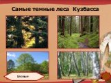Самые темные леса Кузбасса. Еловые