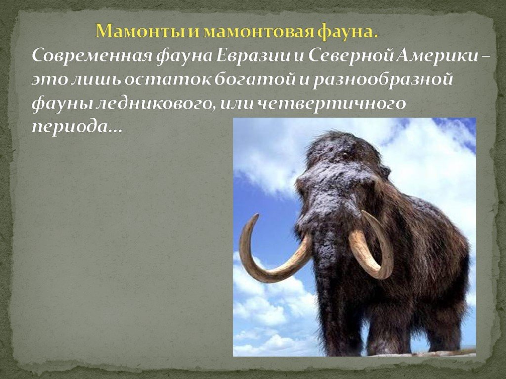 Северная евразия животный мир. Мамонт презентация. Северная Америка мамонт. Мамонт и современные животные. Мамонтовая фауна.