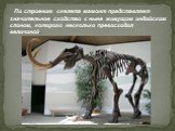 По строению скелета мамонт представляет значительное сходство с ныне живущим индийским слоном, которого несколько превосходил величиной.