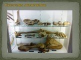 Скелеты мамонтов