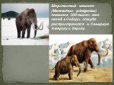 Шерстистый мамонт (Mammuthus primigenius) появился 300 тысяч лет назад в Сибири, откуда распространился в Северную Америку и Европу.