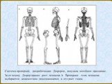 Система пропорций, разработанная Дюрером, получила всеобщее признание. За ее основу Дюрер принял рост человека h. Пропорция тела человека выбирается количеством помещающихся в его рост голов.