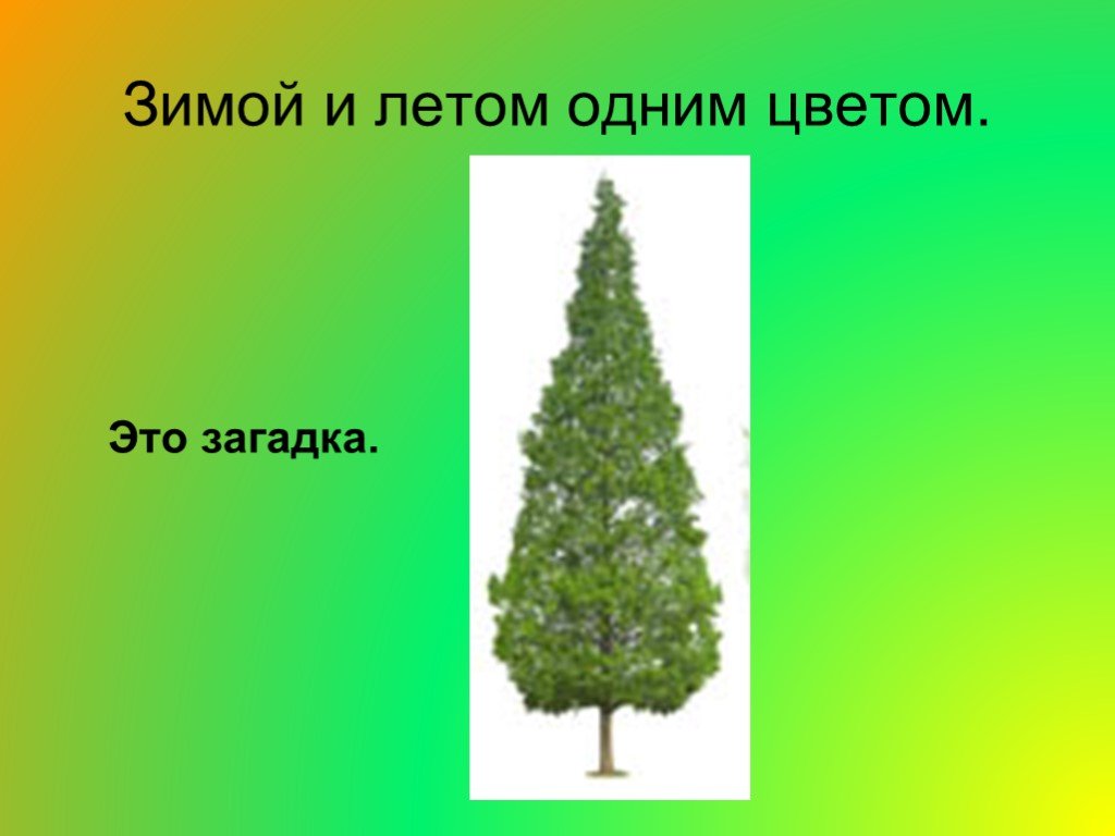 Зимой и летом одним цветам. Зимой и летом одним цветом загадка. Зимой и летам одним цветам. Зимой илетом одоной цветом загадка. Загонка зимой и летом одним цветом.