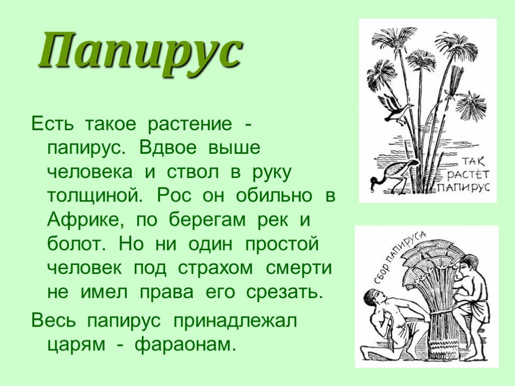 Растение на котором писали первые книги. Папирус растение и человек. Описание папируса. Сообщение о папирусе. Папирус это 2 класс.