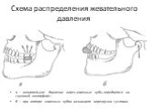 Схема распределения жевательного давления. а — жевательное давление через коренные зубы передается на скуловой контрфорс; б — при потере коренных зубов возникает перегрузка сустава.