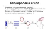 Клонирование генов. Клонирование гена с использованием плазмиды. (1) Хромосомная ДНК организма A. (2) ПЦР. (3) Множество копий гена организма А. (4) Вставка гена в плазмиду. (5) Плазмида с геном организма А. (6) Введение плазмиды в организм В. (7) Умножение количества копий гена организма А в органи