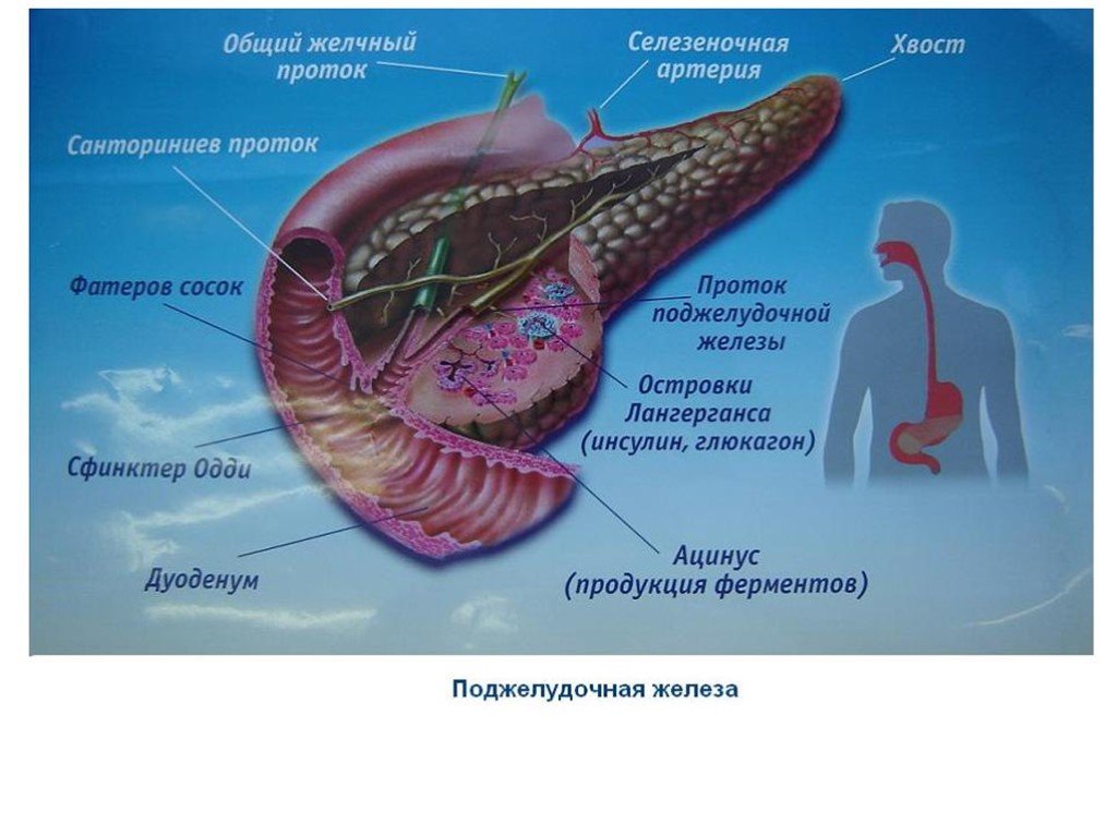 Психосоматики поджелудочной железы. Сфинктер протока поджелудочной железы. Панкреатит презентация. Презентация на тему панкреатит. Санториниев проток поджелудочной железы.