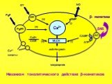 Ca2+ MLCK OR PgFR AC actin+myosin сокращения OT PgF (+) Ca2+ каналы Ca2+ СAM NO gGMP (-) САМР АТР β- миметики. Механизм токолитического действия β-миметиков. βAR