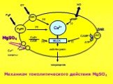 MgSO4. Механизм токолитического действия MgSO4