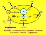 Нифедипин. Механизм токолитического действия блокатора кальциевых каналов - нифедипина