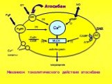 Атосибан. Механизм токолитического действия атосибана