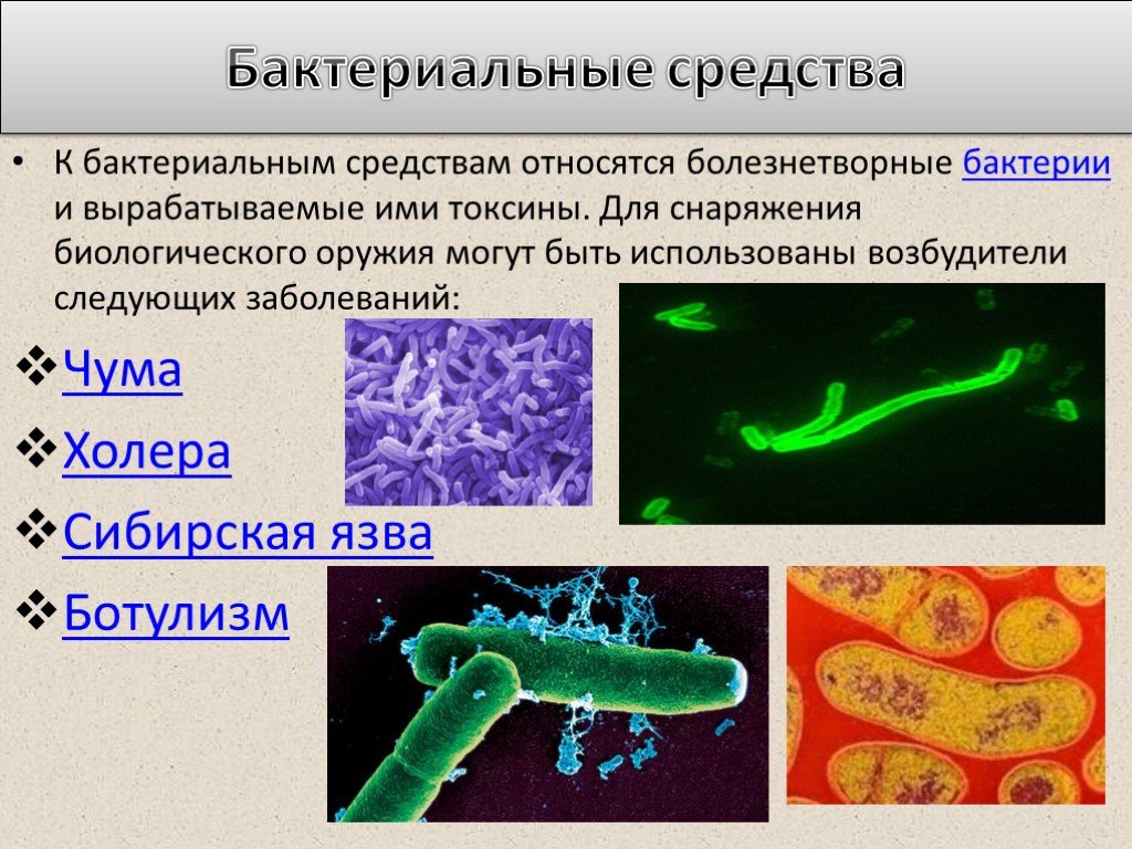 Заболевания вызванные различными бактериями. Возбудитель холера возбудитель чумы. Биологическое оружие бактерии. Бактерии возбудители заболеваний.