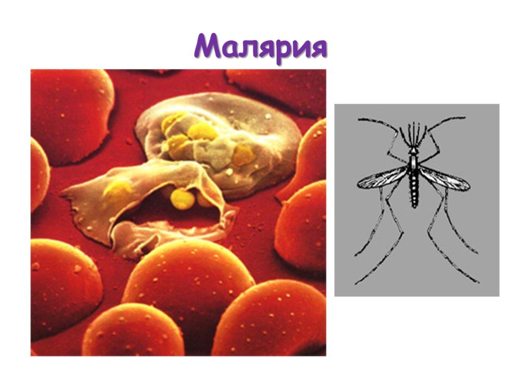 Основной механизм передачи возбудителя малярии