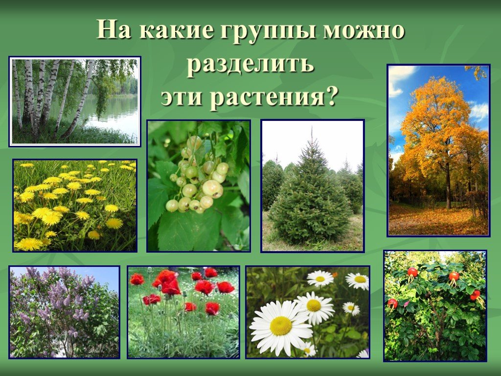 Каких цветов бывают растения. Группы растений. Разделение растений на группы. Разделить растения на группы. Окружающий мир растения.