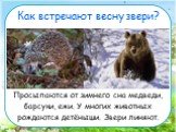 Как встречают весну звери? Просыпаются от зимнего сна медведи, барсуки, ежи. У многих животных рождаются детёныши. Звери линяют.