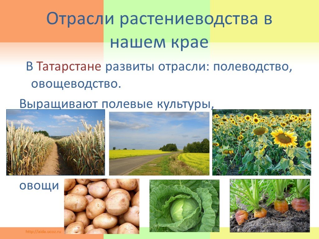 Какие растения выращивают в московской области. Отрасли растениеводства. Растениеводство в нашем крае. Отрасли растениеводства развиты в нашем крае. Презентация на тему Растениеводство.