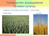 Полеводство- выращивание полевых культур. Главные полевые культуры – зерновые: пшеница рожь