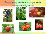 Плодоводство – выращивание плодовых культур