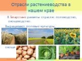 Отрасли растениеводства в нашем крае. В Татарстане развиты отрасли: полеводство, овощеводство. Выращивают полевые культуры, овощи
