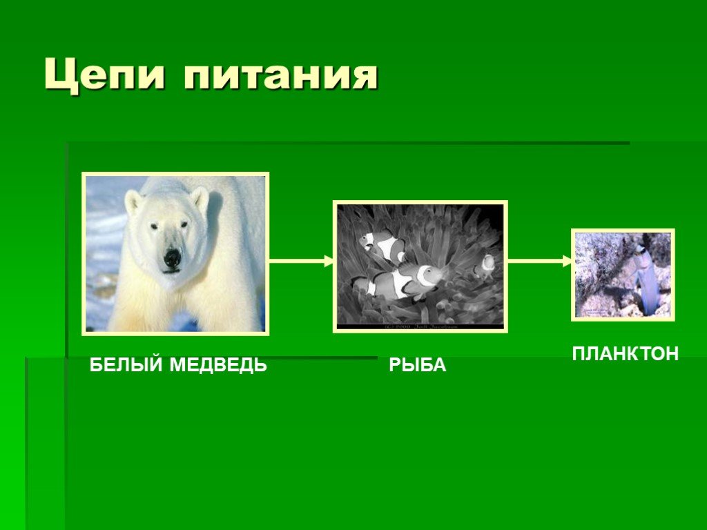 Цепь арктических пустынь. Цепь питания медведя. Цепи питания 3 класс. 4 Цепочки питания. Цепи питания 3 класс окружающий мир.