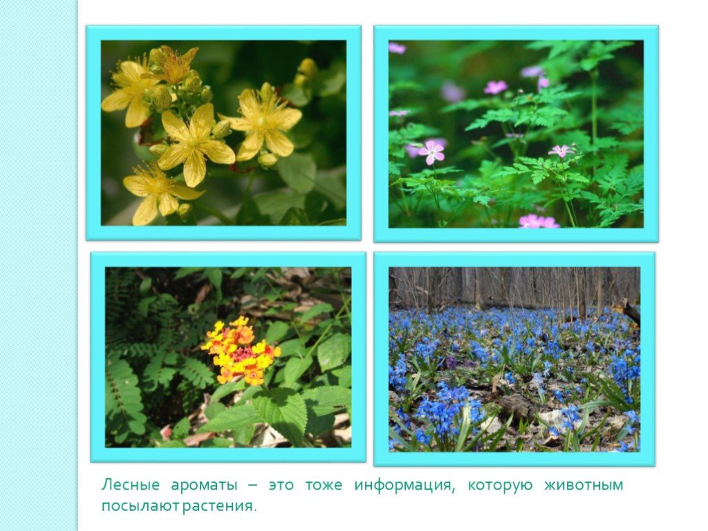 Лесные растения презентация. Растения леса картинки для презентации. Презентация цветы леса и сада. Лесные растения фото и названия 4 класс.