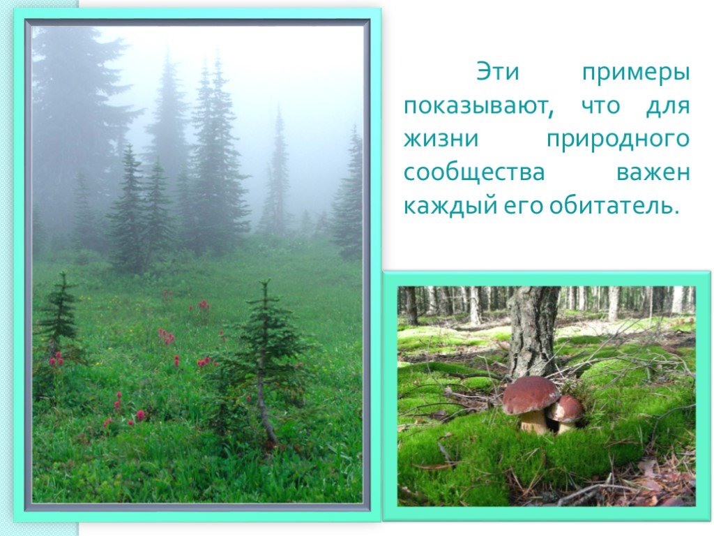 4 примера природных сообществ. Природное сообщество лес. Природное сообщество лес презентация. Природные сообщества лес и его обитатели. Проект природное сообщество лес.