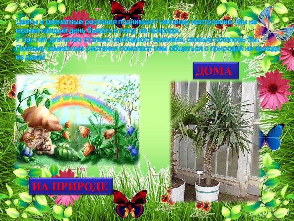 Растение друзья человека. Комнатные растения в детском саду. День растений. Растения наши друзья. День растений в детском.