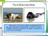 Ньюфаундленд. Большая и сильная собака ньюфаундленд. Её ещё называют водолазом, потому что она и плавает хорошо и ныряет. Их даже специально учат спасать людей.