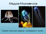 Медуза Морская оса. Самая опасная медуза - размером с кулак