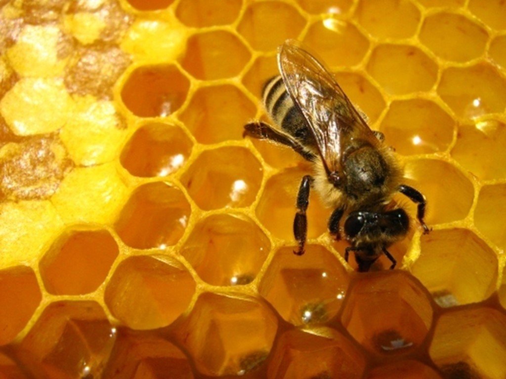 Пчелы получают мед. Пчелиный мёд. Пчелы и мед. Соты пчелиные. Мёд и продукты пчеловодства.