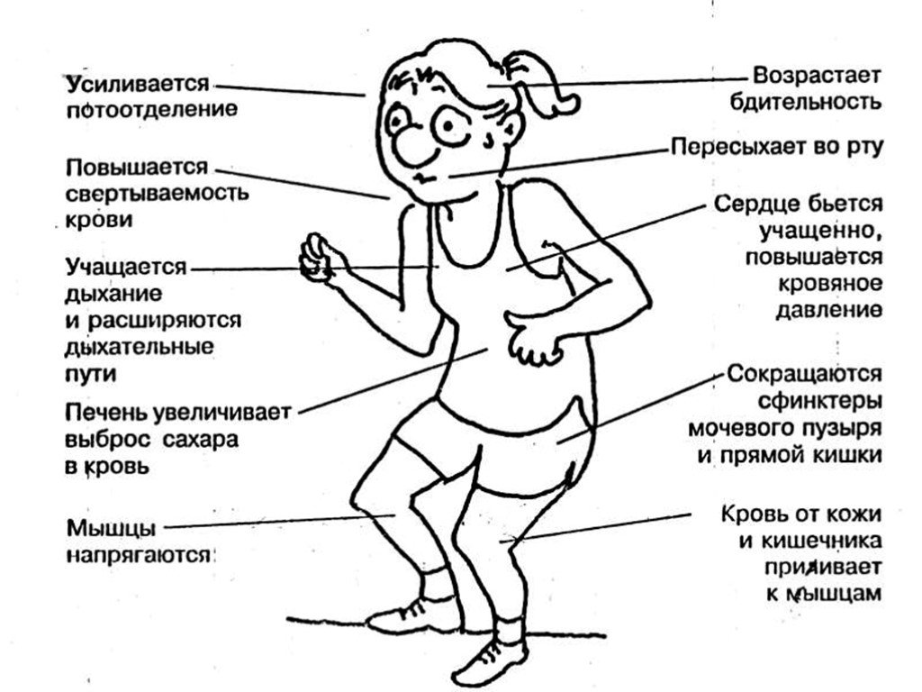 Схема тела в психологии