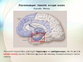 Локализация памяти в коре мозга Episodic Memory. The medial temporal lobes, including the hippocampus and parahippocampus, form the core of the episodic memory system. Other brain regions are also necessary for episodic memory to function correctly.