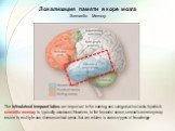 Локализация памяти в коре мозга Semantic Memory. The inferolateral temporal lobes are important in the naming and categorization tasks by which semantic memory is typically assessed. However, in the broadest sense, semantic memory may reside in multiple and diverse cortical areas that are related to