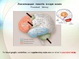Локализация памяти в коре мозга Procedural Memory. The basal ganglia, cerebellum, and supplementary motor area are critical for procedural memory.