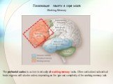 Локализация памяти в коре мозга Working Memory. The prefrontal cortex is active in virtually all working memory tasks. Other cortical and subcortical brain regions will also be active, depending on the type and complexity of the working memory task.