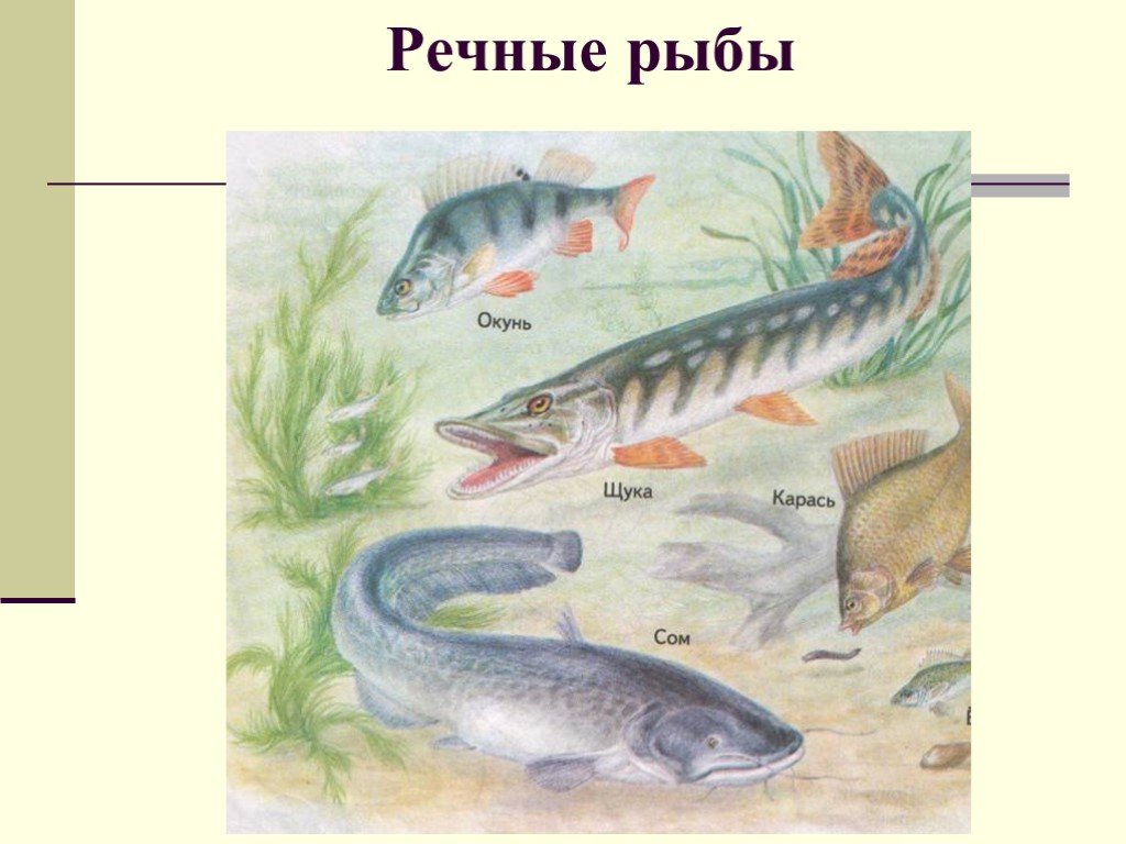 Какие взаимоотношения между окунем и щукой. 5 Речных рыб. Пресноводные рыбы для детей. Речные рыбы для детей. Рыбы Пресноводные и морские для детей.