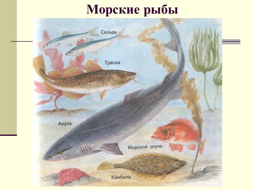 Рыбы 11 класс. Рыбы Пресноводные и морские для детей. Морские и речные рыбы для детей. Речные рыбки для детей с названиями. Морские рыбы для дошкольников.