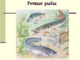 Речные рыбы
