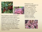В России есть свое «карамельное или конфетное дерево» – это барбарис. Плоды барбариса на вкус кисловато-сладкие, как карамельки-барбариски, поэтому он и получил свое такое второе название. Существуют и другие народные названия барбариса: берберис, кислянка, кислый терн. Плоды барбариса широко исполь