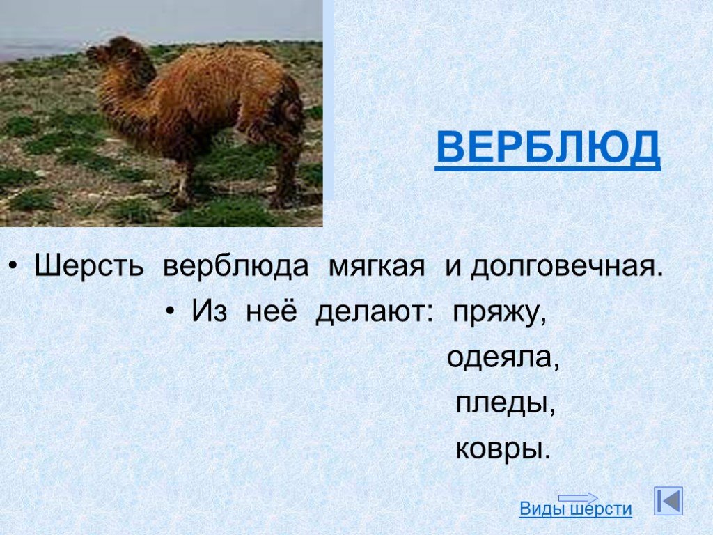 Проект про шерсть