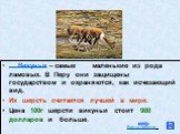 Викуньи – самые маленькие из рода ламовых. В Перу они защищены государством и охраняются, как исчезающий вид. Их шерсть считается лучшей в мире. Цена 100г шерсти викуньи стоит 900 долларов и больше.
